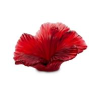 - Hibiscus