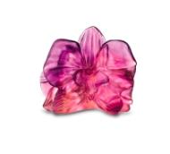 - Orchidee