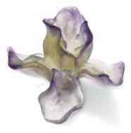 - Iris