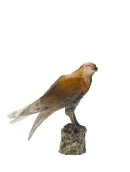 Faucon saker m.  Van der knoop - Daum